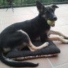 drako4